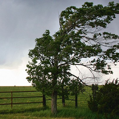 Ein Baum, der sich im Wind biegt.